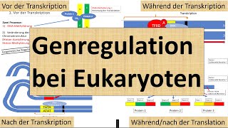 Genregulation bei Eukaryoten (Transkriptions- und Translationsebene) [Genetik, Oberstufe]