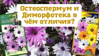 Остеоспермум и Диморфотека в чём отличия?🧐