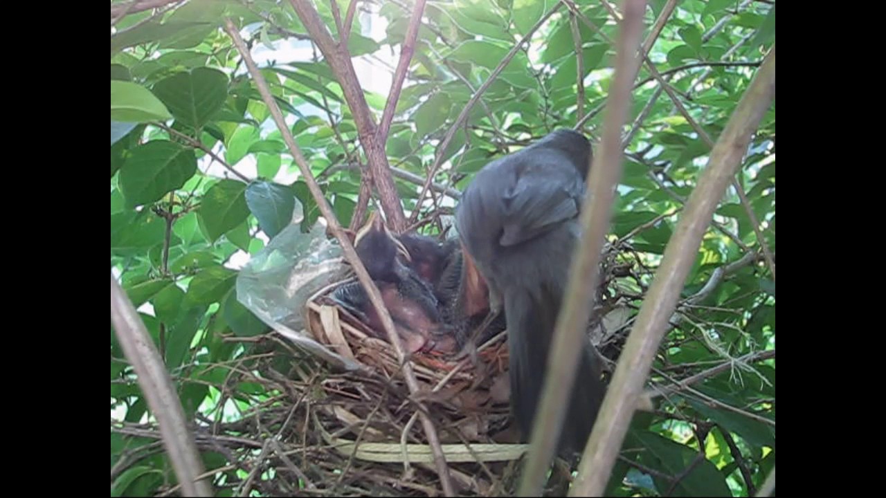 Catbird Nest Youtube