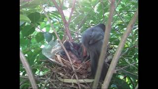 Catbird nest