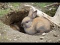 Kinderlied Nr.2: Häschen in der Grube