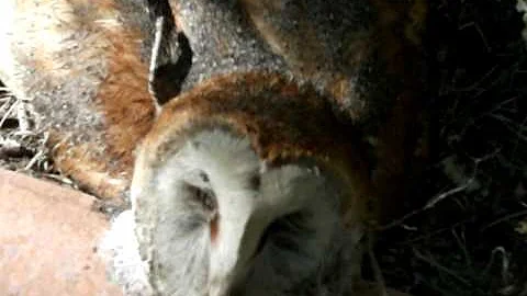 Dead Owl