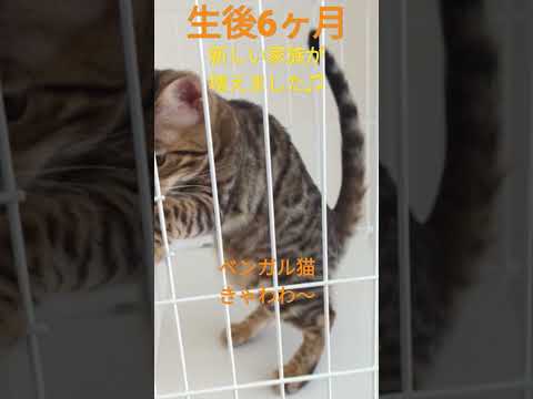 ベンガル猫を家族におむかえしました！#ねこ