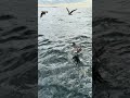 釣り人、マグロを諦め鳥を育てるｗ #fishing #キハダマグロ #釣り #相模湾