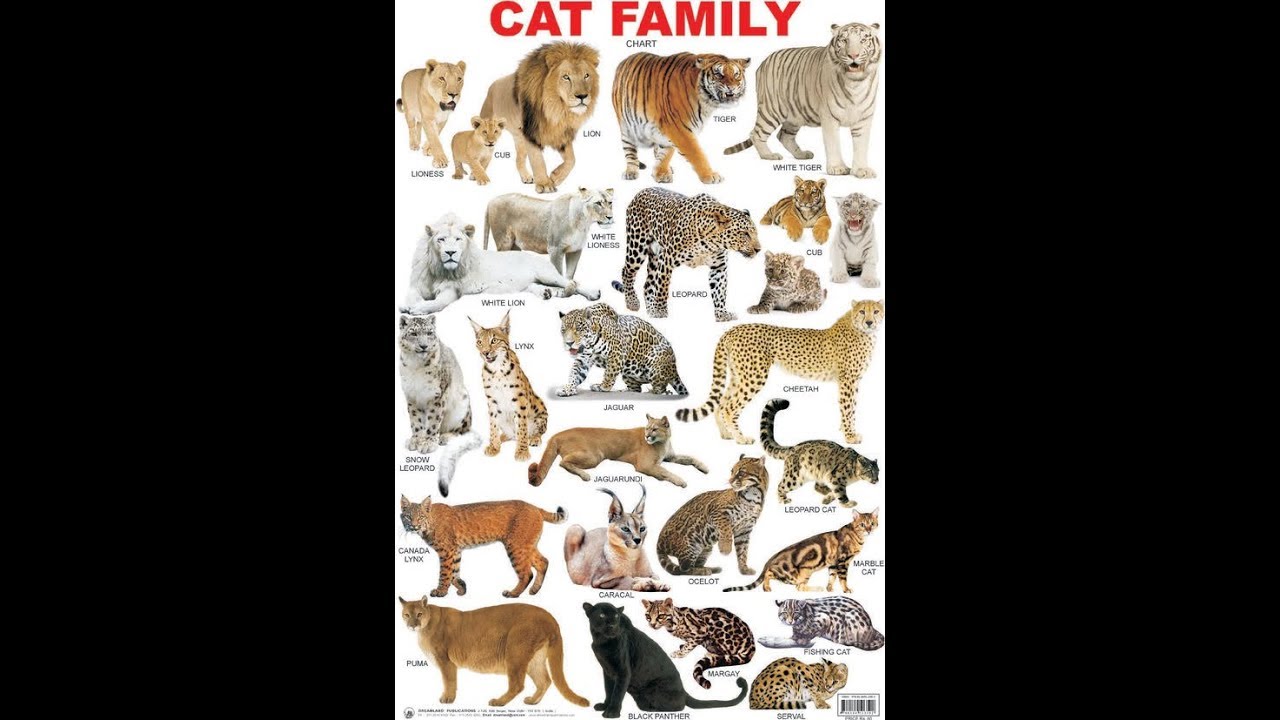 information about cat family
