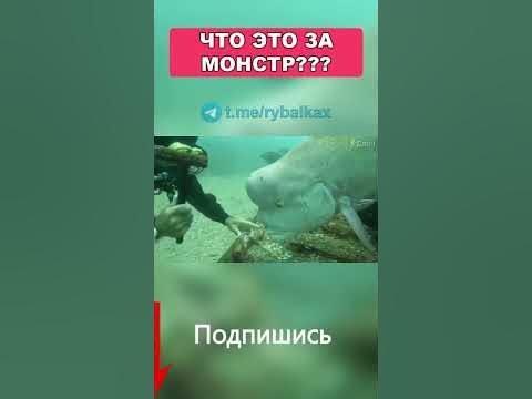 Странная рыба - YouTube