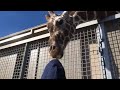 LIL AARON BIG WORLD: EP 14 hangin w a giraffe