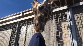 LIL AARON BIG WORLD: EP 14 hangin w a giraffe