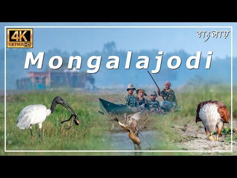 Video: Go Birding a Mangalajodi sul lago Chilika in Odisha