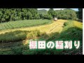 棚田の稲刈りに行きました 2024.08.19 japan farming