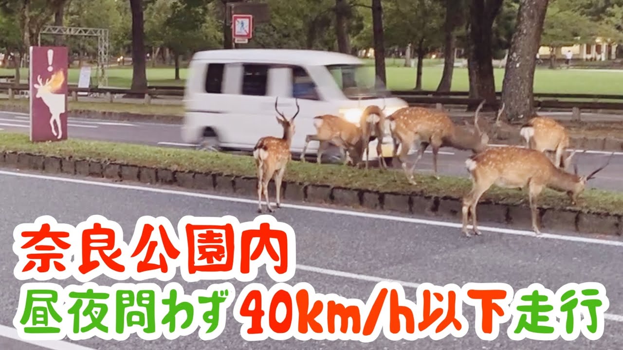 拡散希望】奈良公園の鹿を車で轢いたら罰金！？ 知っておきたいルール 