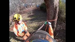 3:1 Mechanical Advantage with a Large Tree Felling