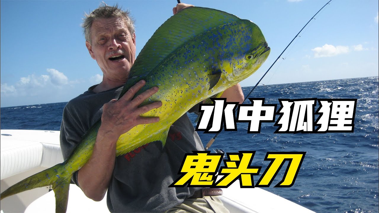 鲯鳅,绰号“鬼头刀”,色彩艳丽速度强悍,我国东海黄海有其踪迹 - YouTube