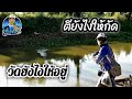 ตกปลาช่อนธรรมชาติ วัดจนปวดแขน