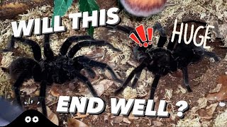 BIGGEST TARANTULAS I've EVER paired!!!  ~ Very INTERESTING BEHAVIOUR!!!