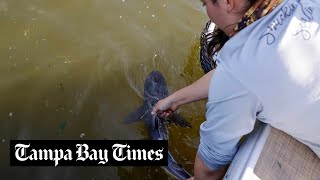 Is Crystal River a busy home for baby bull sharks? We went fishing to find out.