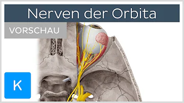 Welche Knochen gehören zur Augenhöhle?