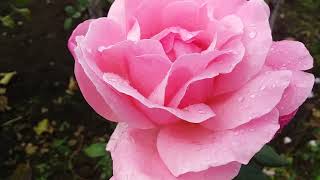 Queen Elizabeth Грандифлора США 1954 г.  Сравните  пожалуйста со своей розой
