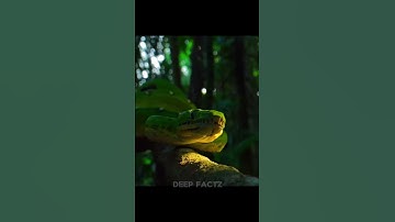 SKELETON OF PYTHON ☠️