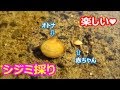 【用水路でガサガサ】淡水シジミとカワニナを採取☆【ビオトープの飼育ヒント】