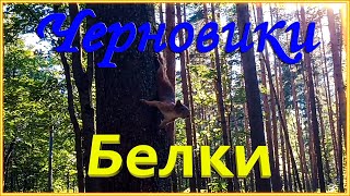 Черновики: Парк &quot;Сосновка&quot; Белки.