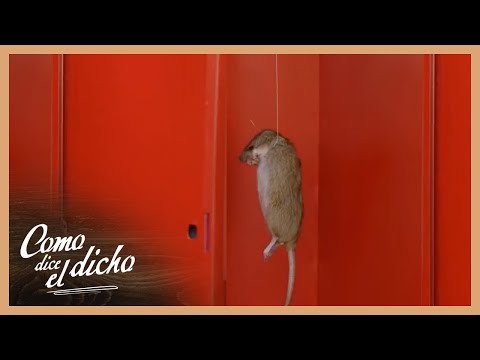 Julieta encuentra una