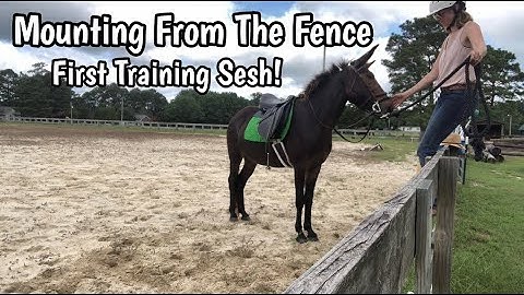 Training My Mule to Pick Me Up Off The Fence