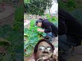 Various Vegetables #gardening #garden #farming #freshlypicked #food #shortvideo #love