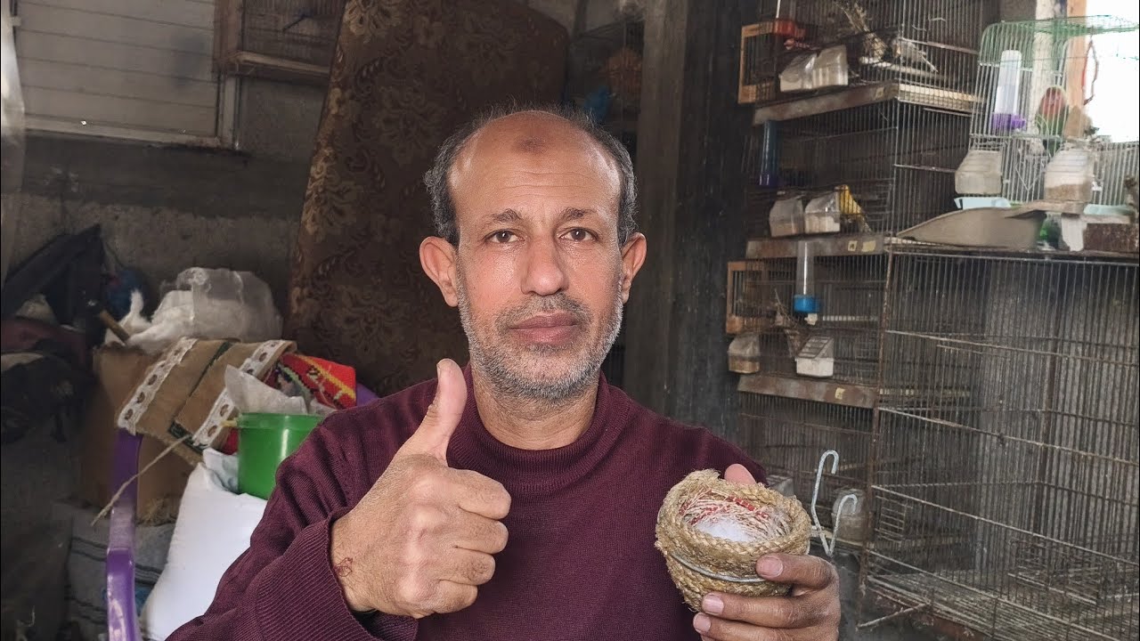 تحرير البيض داخل العش مهم جداً ولا تغفل عنه ♥️