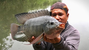 Dibawah Rumput ikan Nila Babon bersembunyi saat mancing di sungai berulang kali joran di tarik masuk