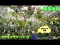 【観葉植物】ビカクシダ天国のオザキフラワーパークにいってみた（アクアリウムまで揃うまさに植物の宝石箱やー）