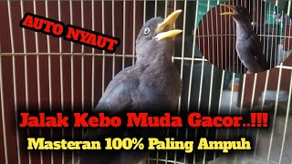 jalak Kebo muda belajar bunyi