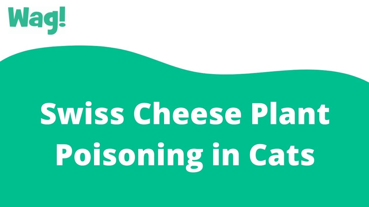 Swiss Cheese Plant Poisoning in Cats | Wag!