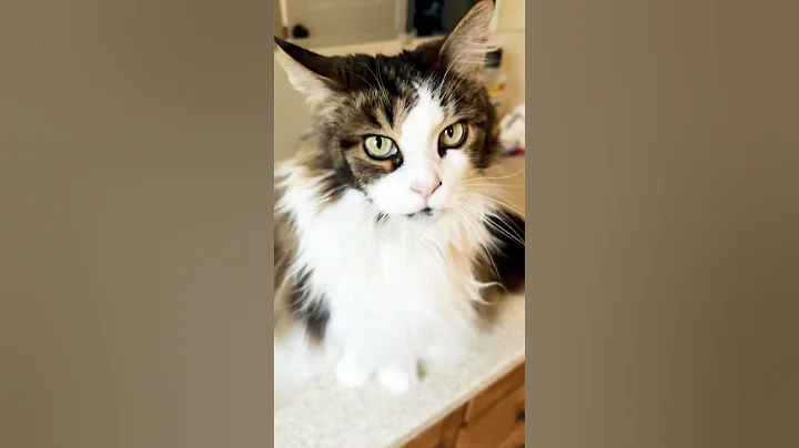 Video 8552071: tabby mainecoon, tabby kitty, brown tabby white, cat water