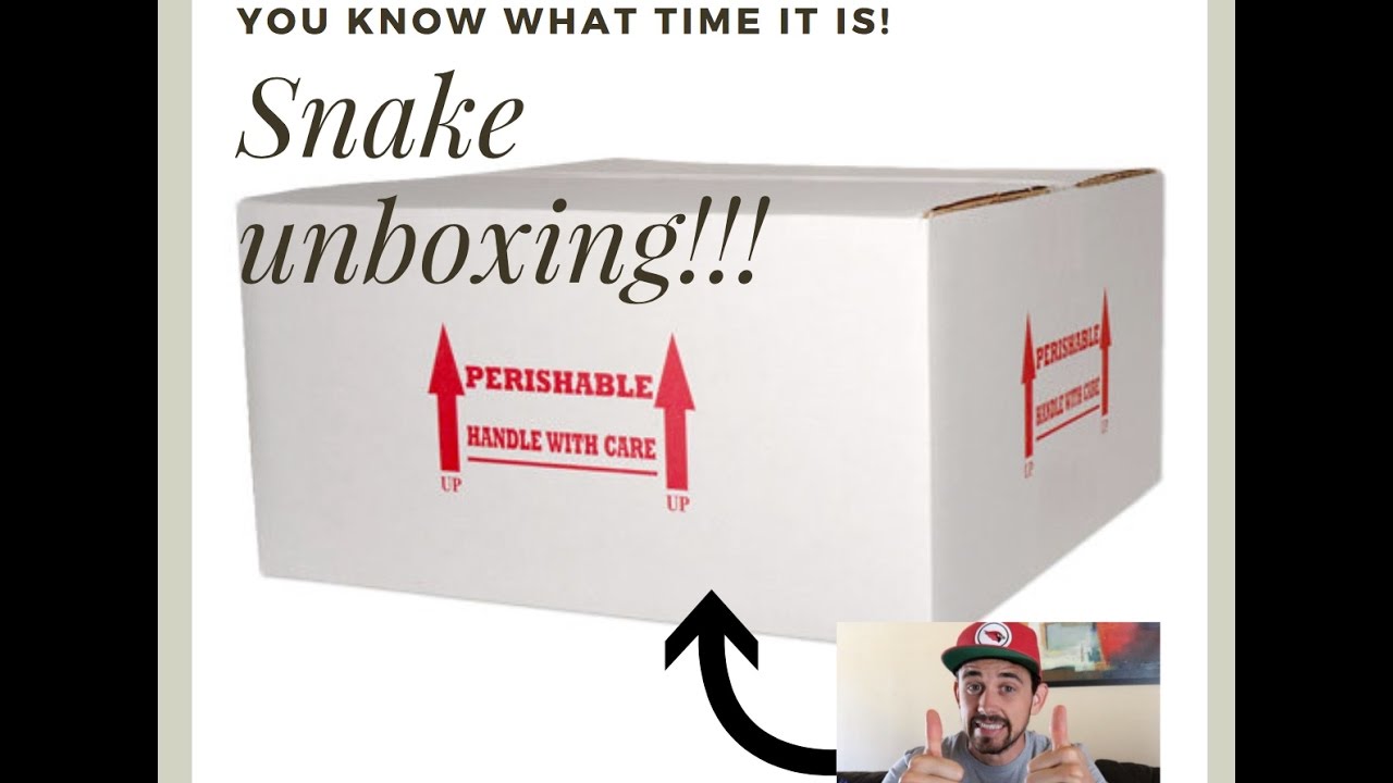 ball python breeders in ohio Snake Unboxing!!! Motley??
