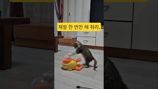 ​간식 장난감 처음 본 뚝딱이 고양이 ㅋㅋㅋ 🦆 / Kitten's first puzzle toy