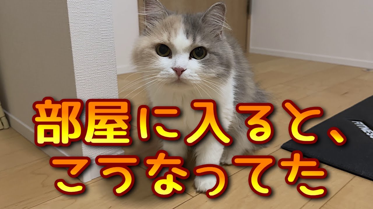 ……何かありました？｜保護猫の日常
