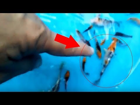 koi fry selection segregate the tobi koi fry you need to know