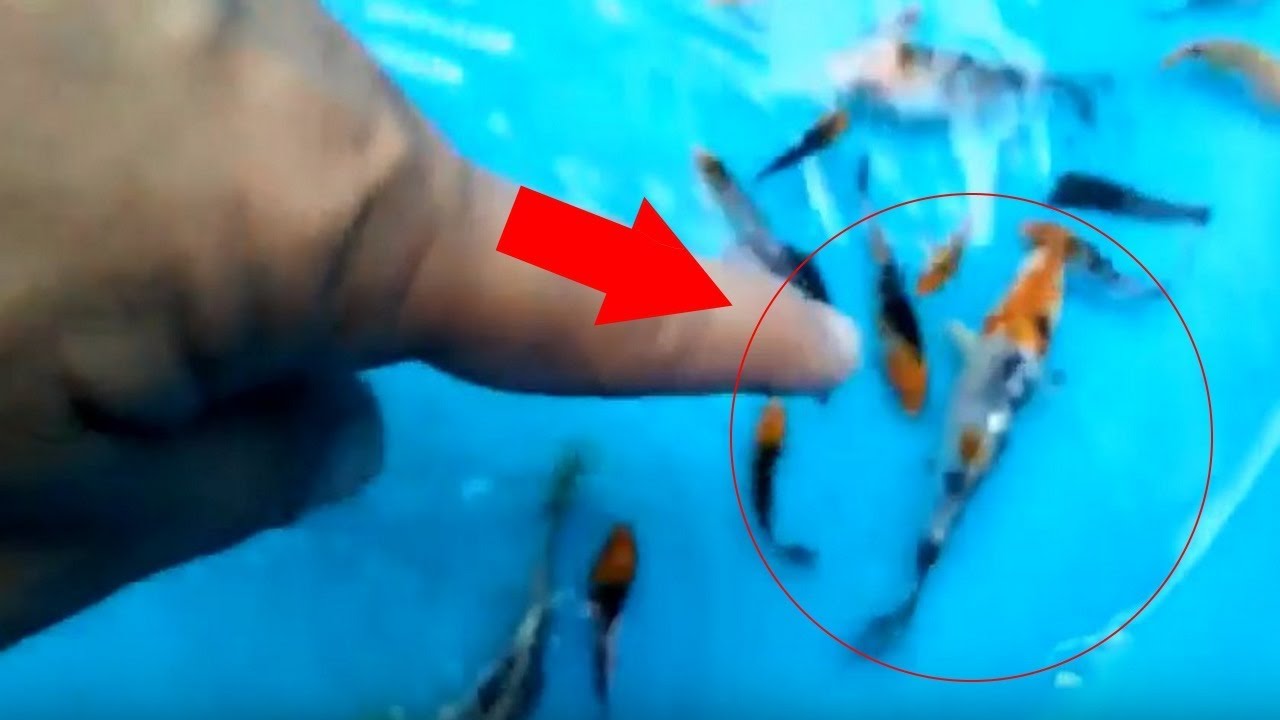 raising koi fry