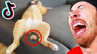 The BEST FUNNIEST Animals of 2023!