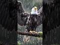 Bald Eagle Bathing in the Rain — 26 Sec of Pure Calm