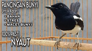 Suara Pancingan Bunyi Untuk Kacer Bahan, Stres, dan Malas Bunyi 100% Pasti Nyaut || TERBUKTI !!