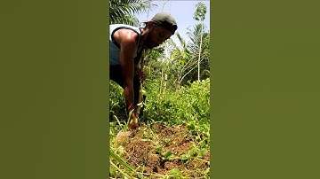 Harvesting cassava part 273 #shorts #farming #cassava #nature  #cassavaroots #cassavafarming