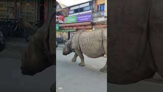 Rhinoceros Chitwan Nepal