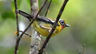 Suara Burung Ciu Kunyit (Trilling Shrike-Babbler)