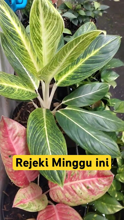 Sri Rejeki Minggu pagi 🥰 #tanamanhias #srirejeki #aglonema