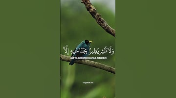 وما من دابة في الأرض ولا طائر يطير بجناحيه إلا أمم أمثالكم ✨ - سورة الأنعام