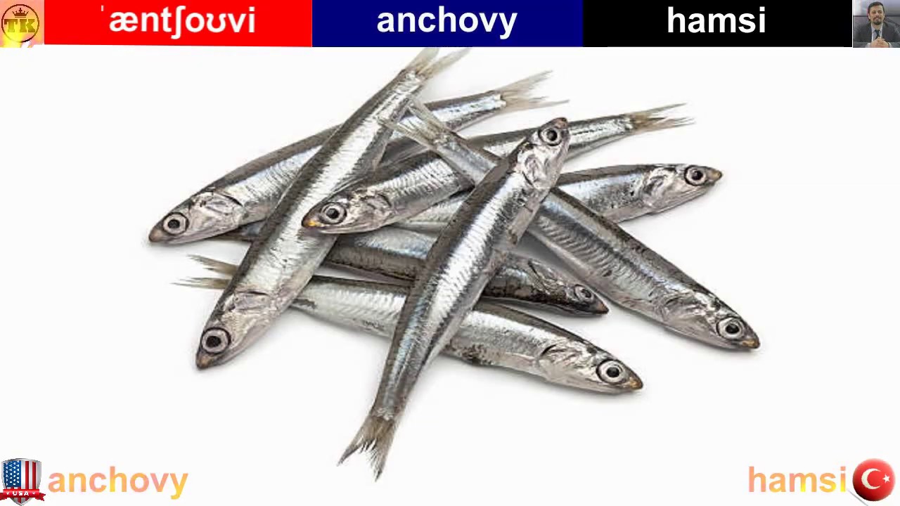 Anchovy Hamsi EnglishTurkish Video Dictionary İngilizceTürkçe