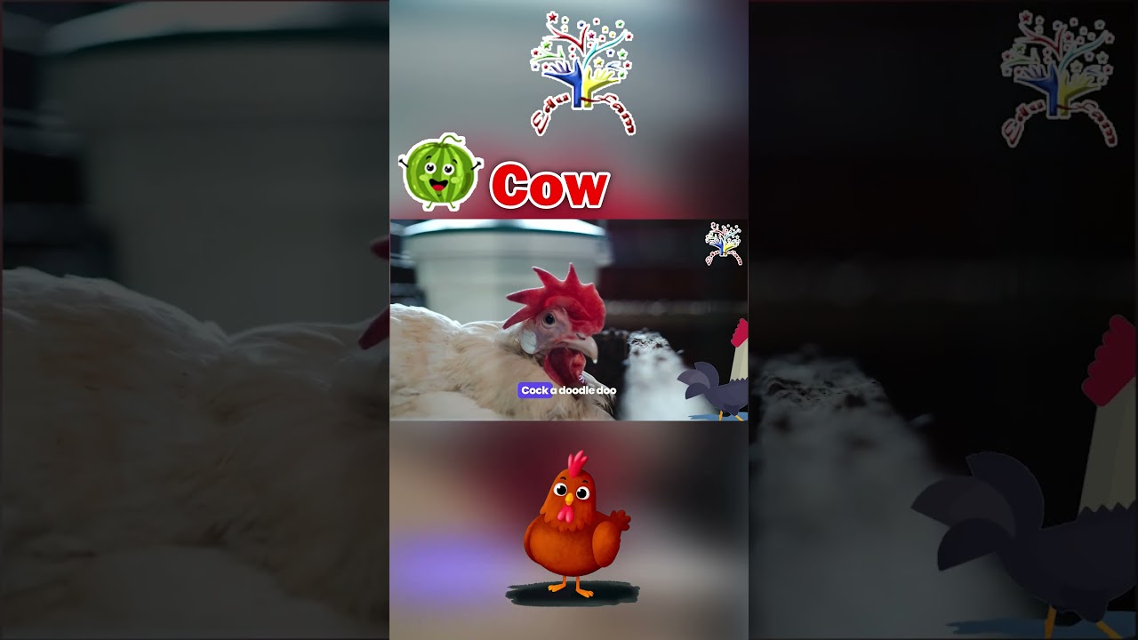 The Animal | Rooster | Science for Kids | Best Learning Videos For Kids |  EduFam ~