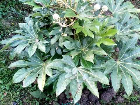 Красивый кустарник.